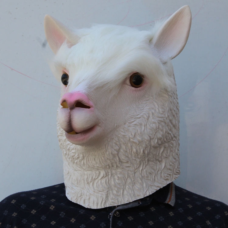 ٻҾ5 ͧԹ : ++++˹ҡҡŻҡ ˹ҡҡAlpaca 